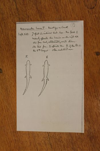 Media type: image;   Special Collections 4350 shows cataloged_item 4351 shows cataloged_item 4352 shows cataloged_item 4353 shows cataloged_item 4354 shows cataloged_item 4355 shows cataloged_item 4356 shows cataloged_item 4357 shows cataloged_item 4358 shows cataloged_item 4359 shows cataloged_item 4360 shows cataloged_item 4361 shows cataloged_item 4362 shows cataloged_item 4363 Description: Documentation photo of Wilder folder/label B2;